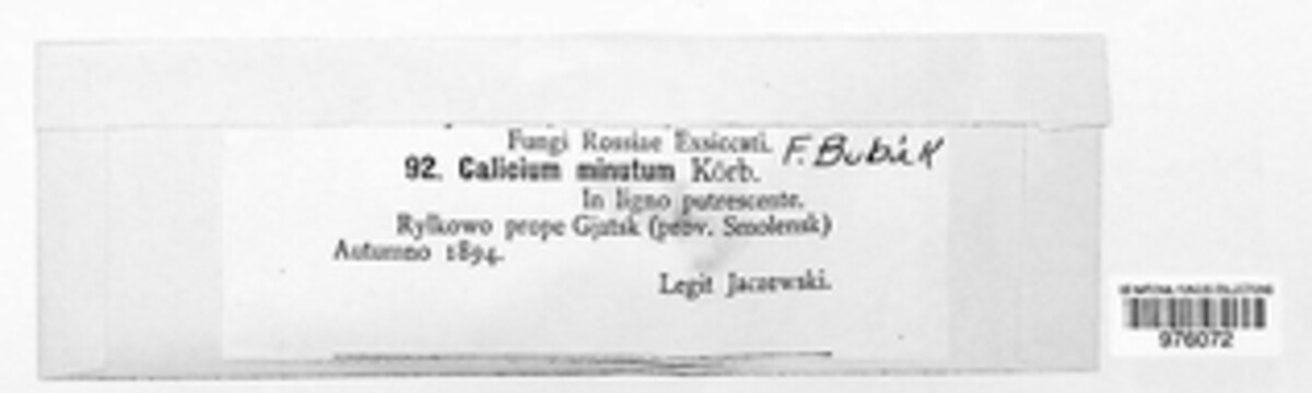 Calicium minutum image